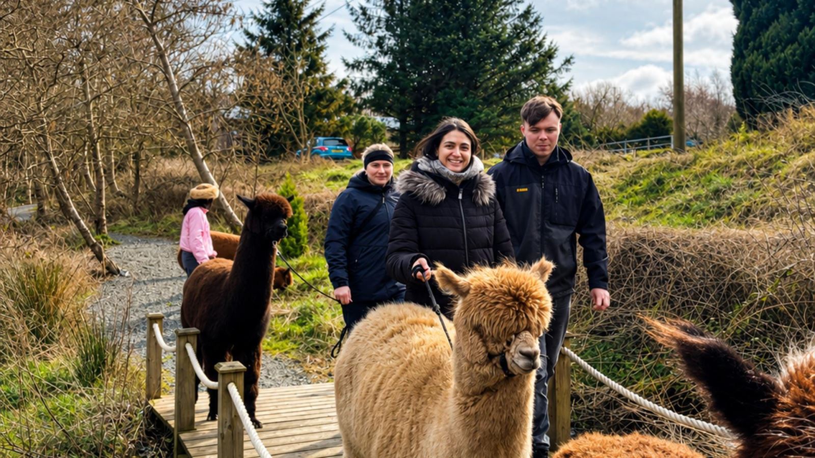 Couple outdoors walking two alpacas along a path one behind the other,